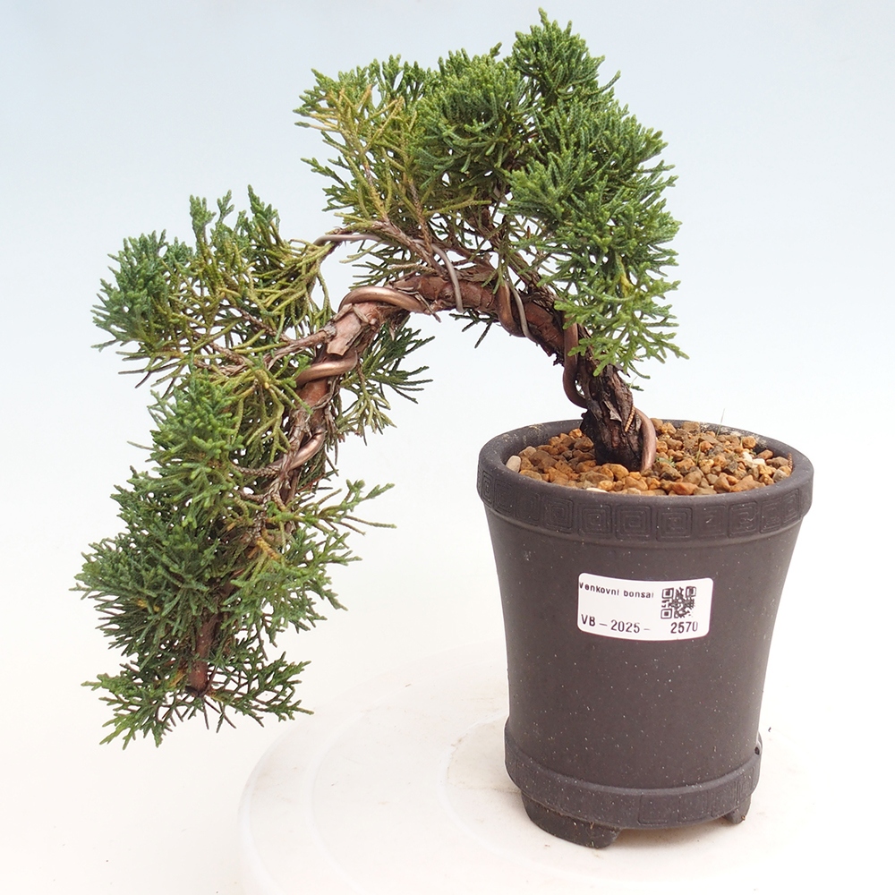 Bonsai voor buiten - Juniperus chinensis Kishu