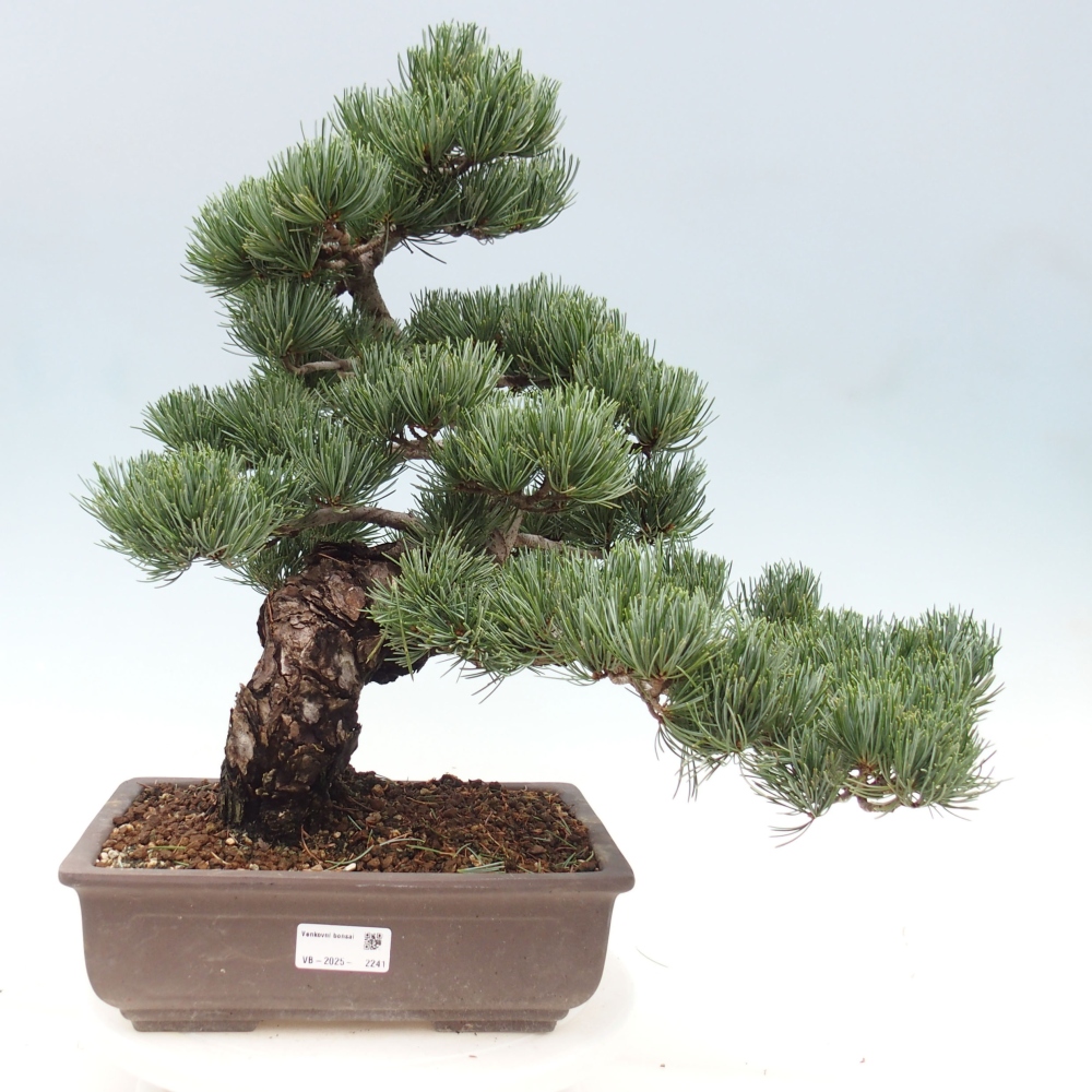 Bonsai voor buiten - Pinus parviflora - Pinus parviflora