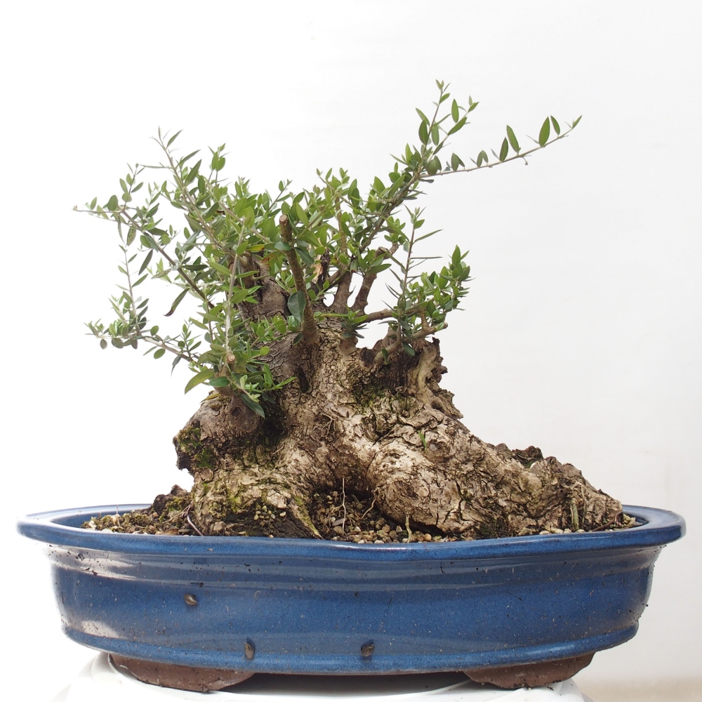 Bonsai voor binnen - Olea europaea sylvestris
