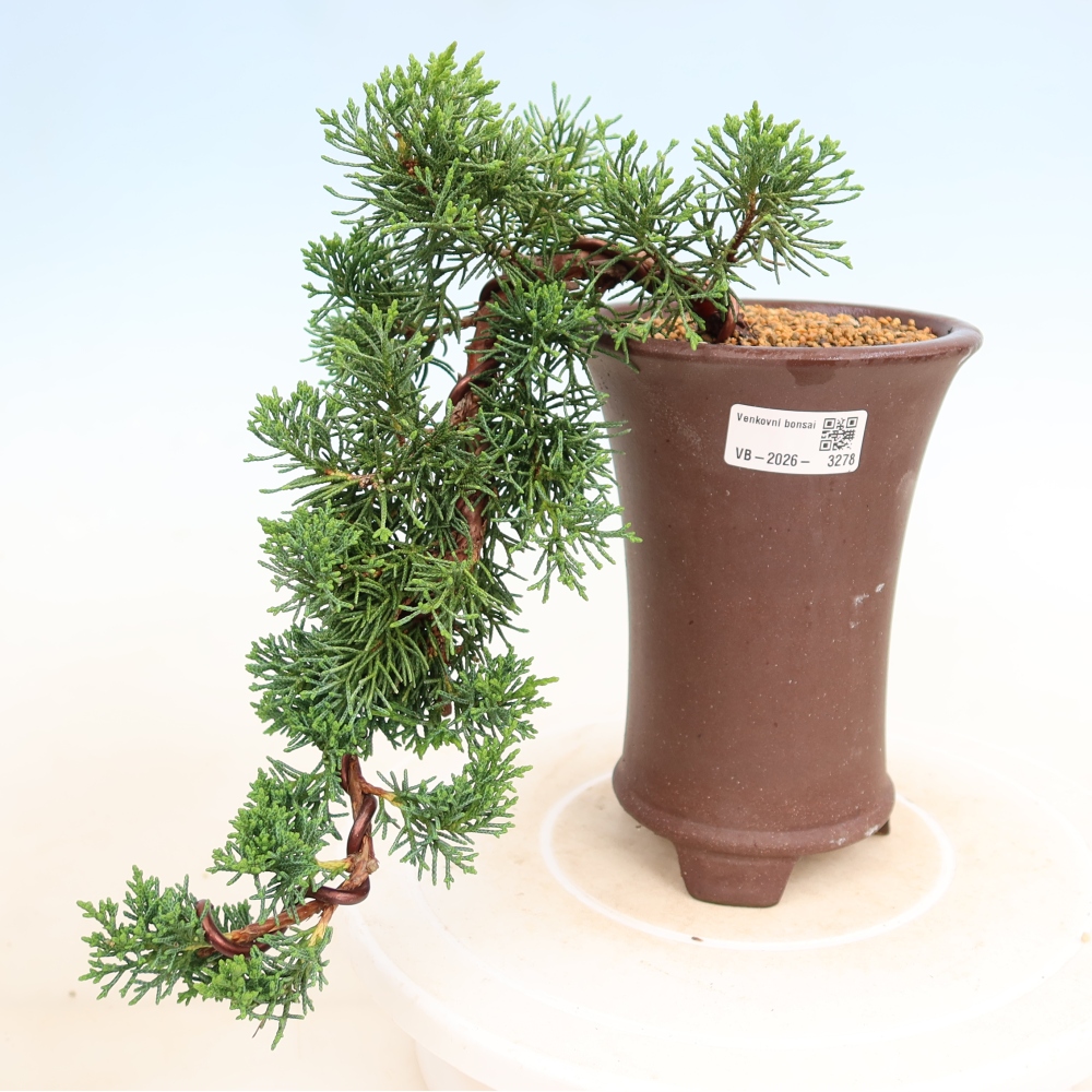 Bonsai voor buiten - Juniperus chinensis Kishu