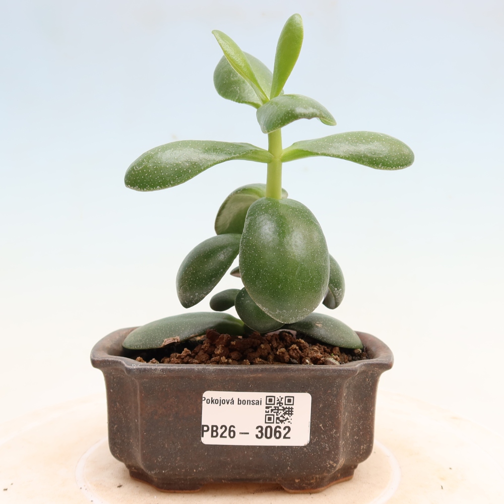 Kamerbonsai - Eivormige vetplant - Crassula ovata