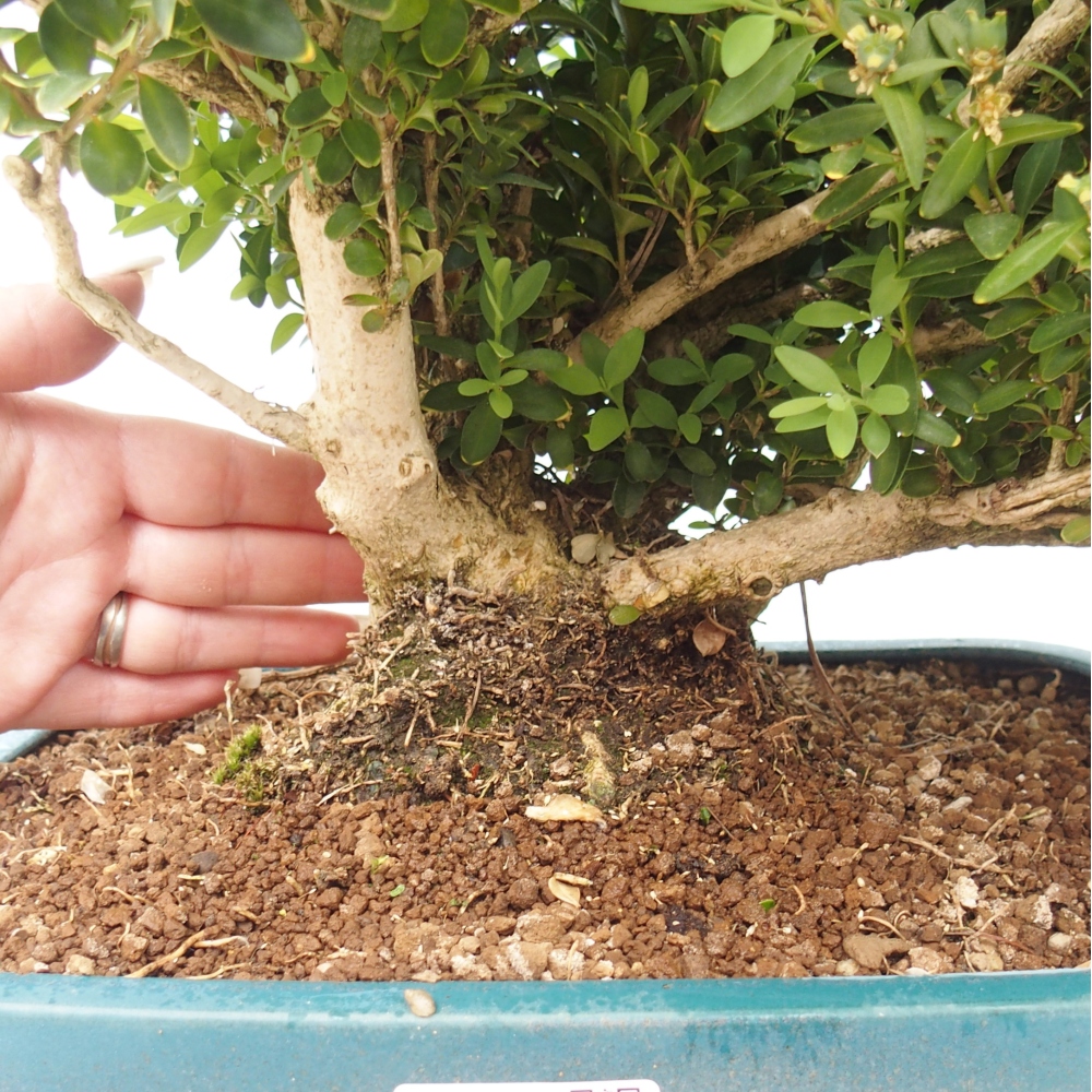 Bonsai voor buiten - Buxus sempervirens - buxus