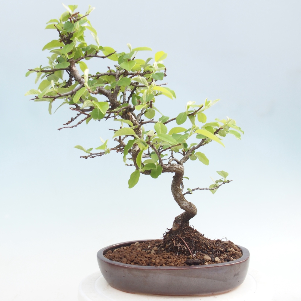 Bonsai voor buiten - Chaneomeles chinensis