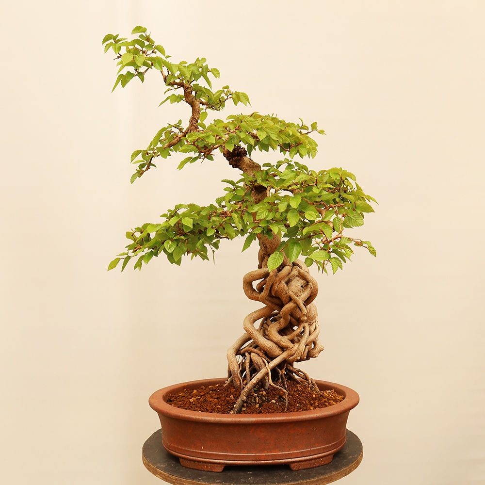 Bonsai voor buiten -Carpinus Coreana - Koreaanse haagbeuk