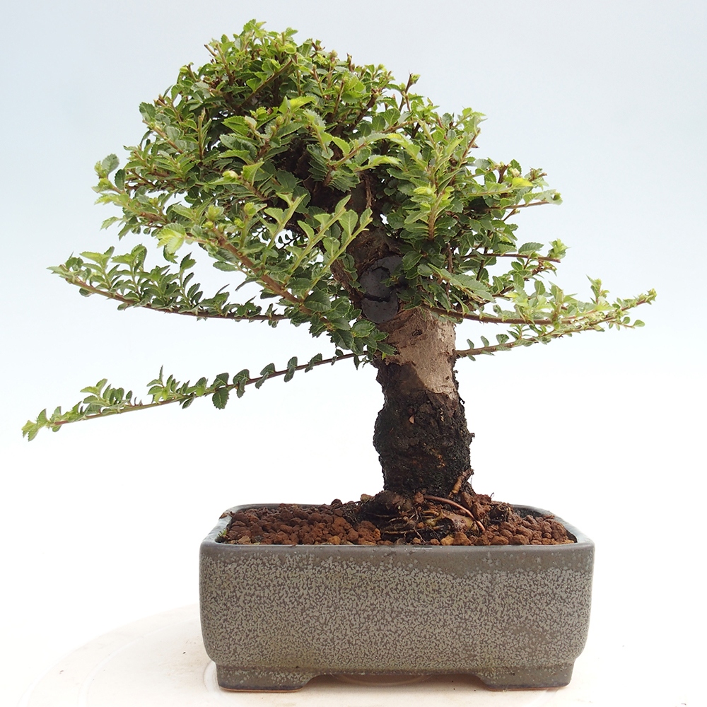 Bonsai voor buiten - Ulmus parvifolia Hokkaido - Chinese iep