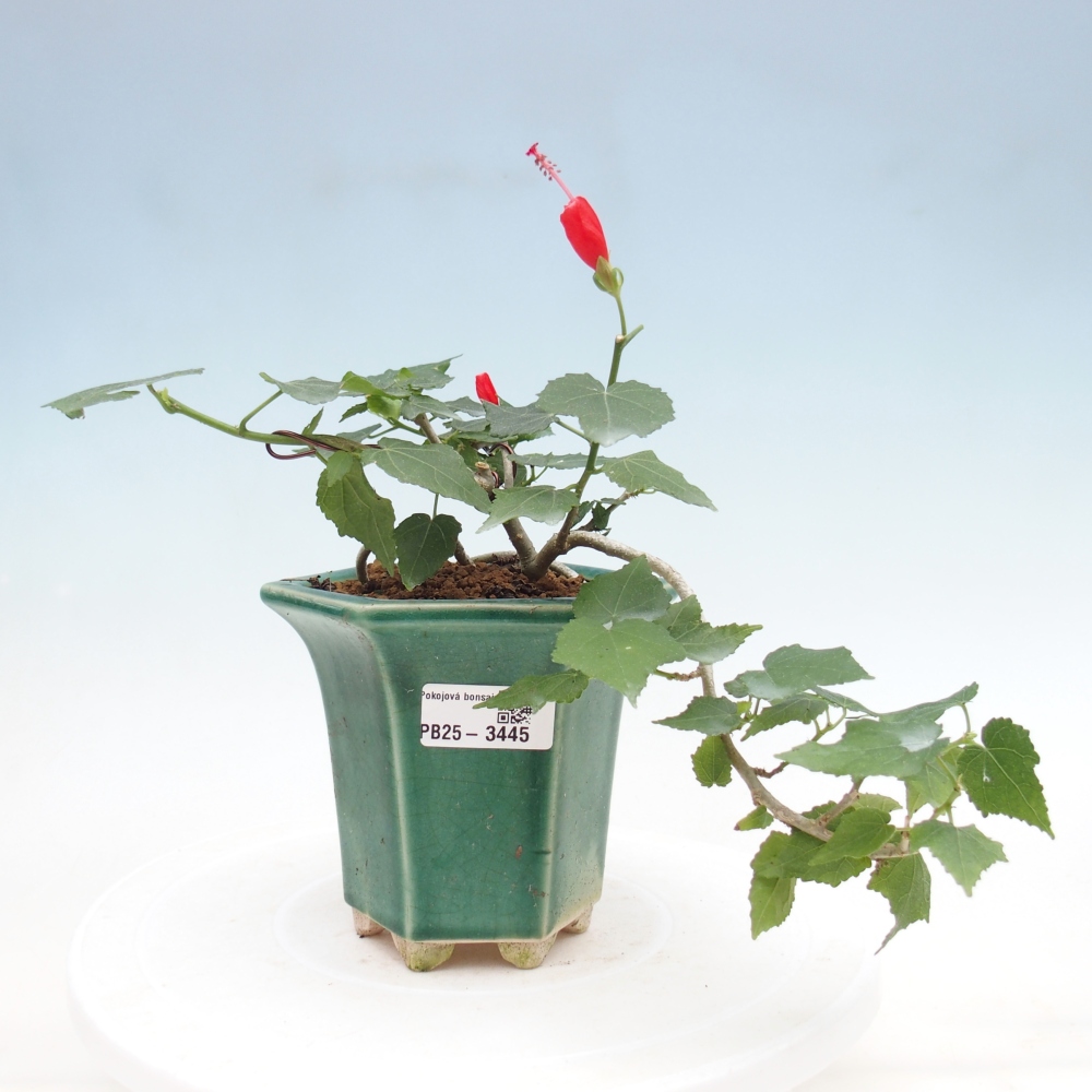 Bonsai voor binnen - Malvaviscus arboreus