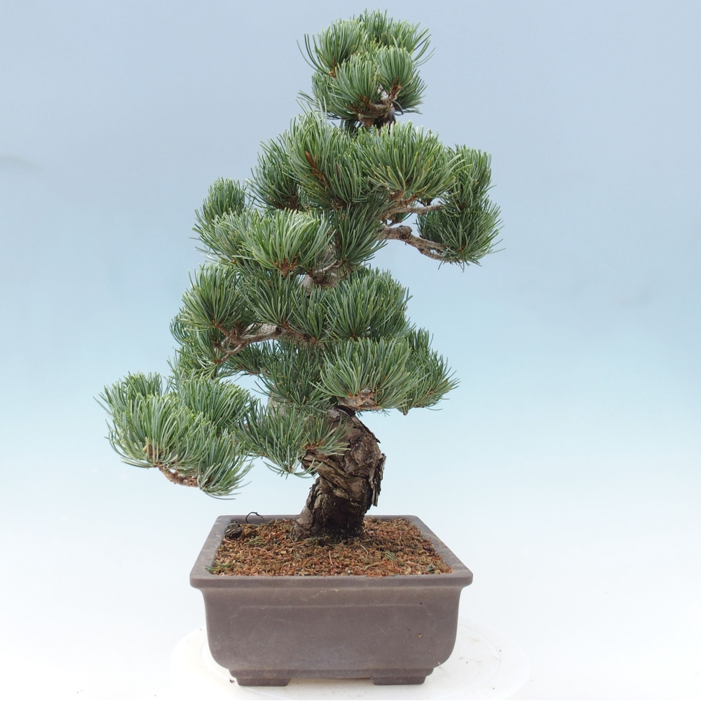 Bonsai voor buiten - Pinus parviflora - Pinus parviflora