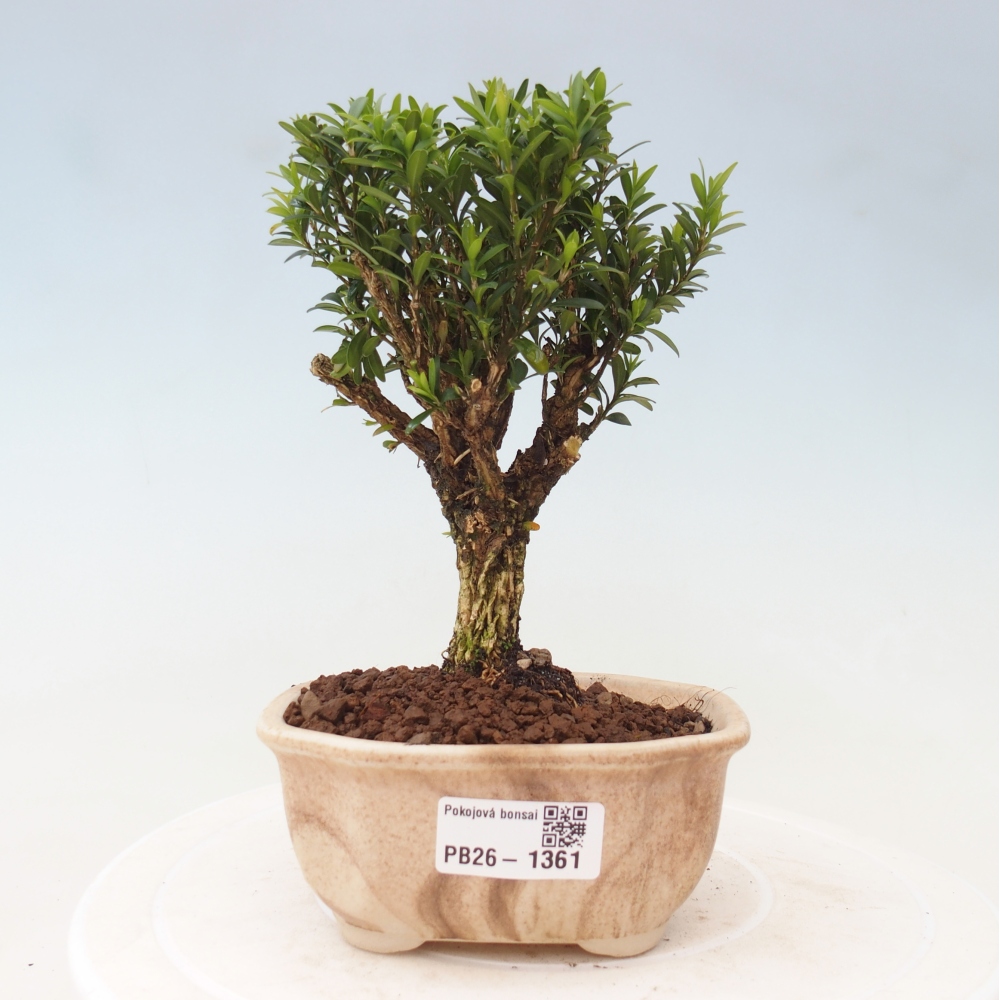 Kamerbonsai - Buxus harlandii - kurk buxus