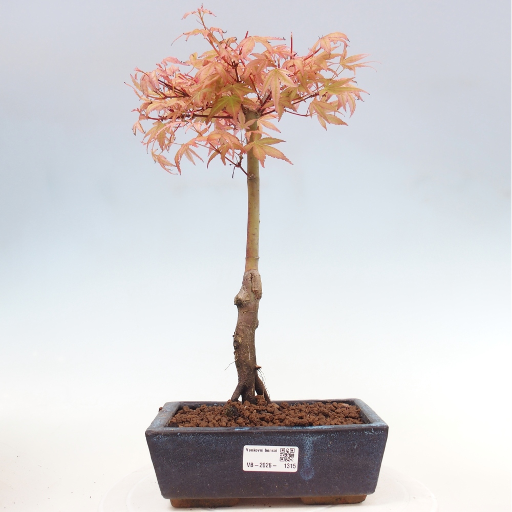 Noorse esdoorn - Acer palmatum Beni Tsukasa