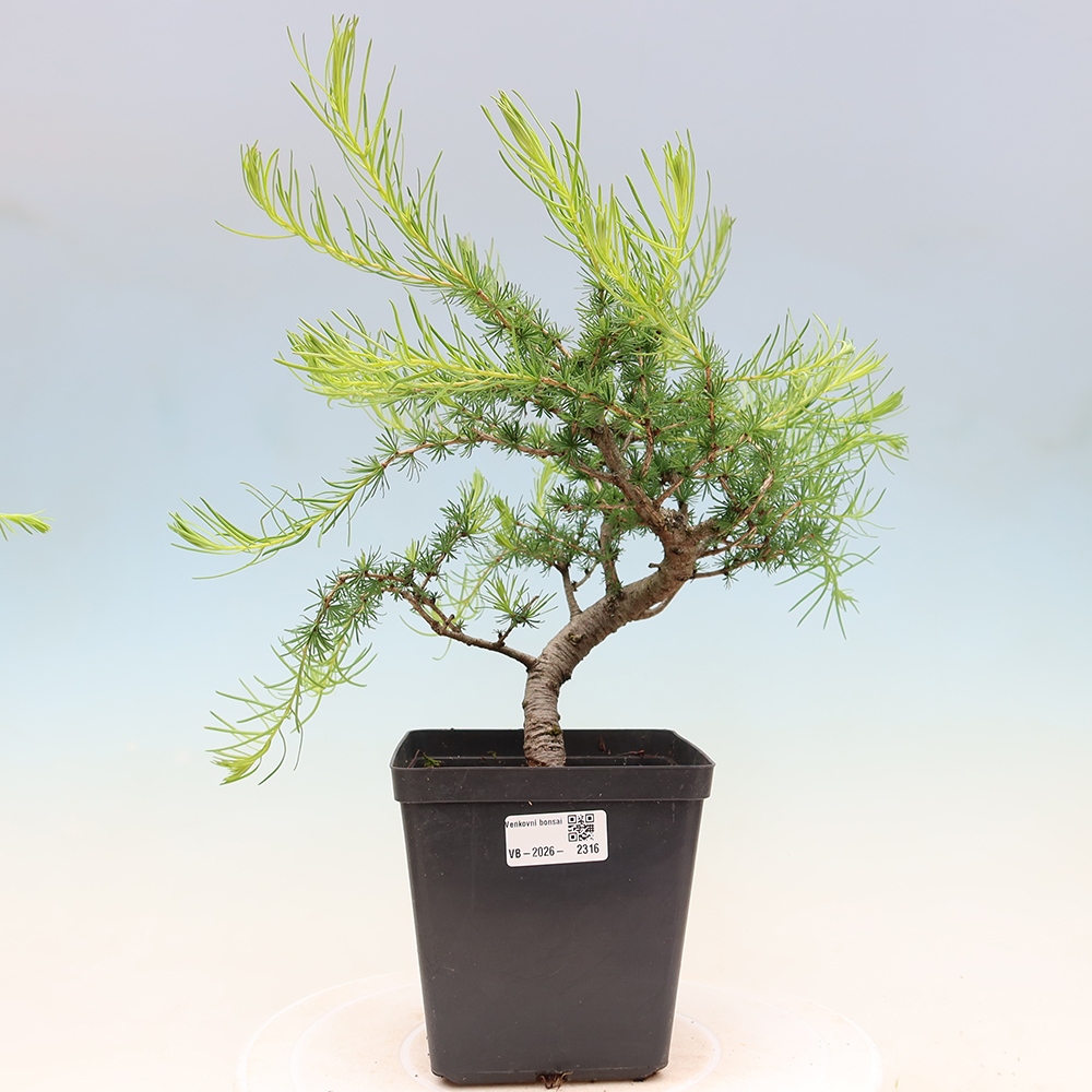 Bonsai voor buiten -Larix decidua - Lariks