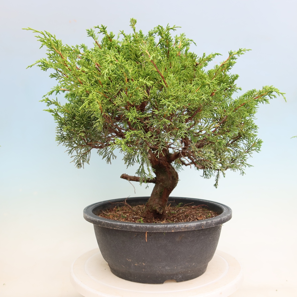 Bonsai voor buiten - Juniperus chinensis Itoigawa-Juniperus chinensis