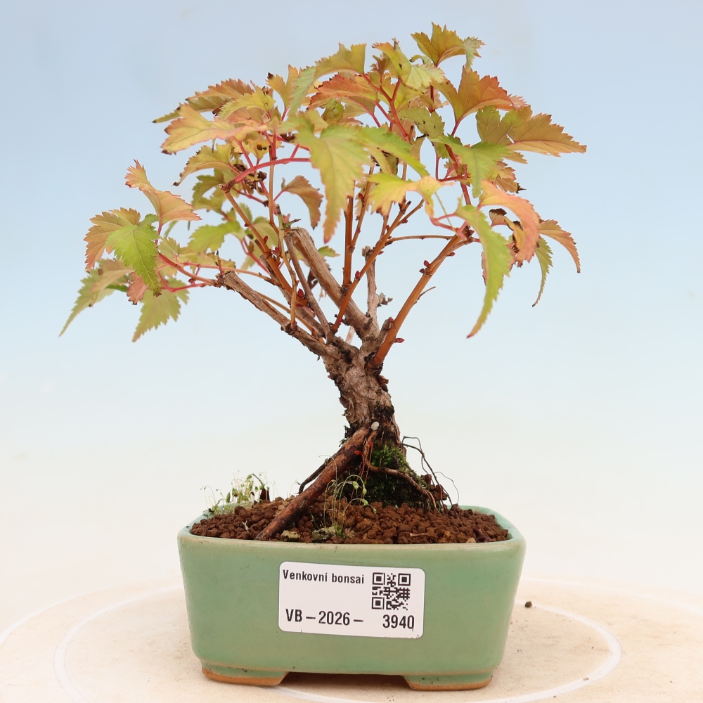 Bonsai voor buiten -  Stephanandra incisa - Gebogen kroonplant