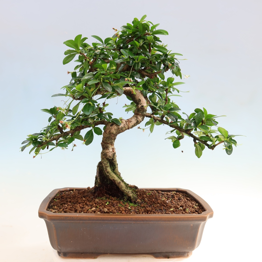 Kamerbonsai - Carmona macrophylla - Thee fuki