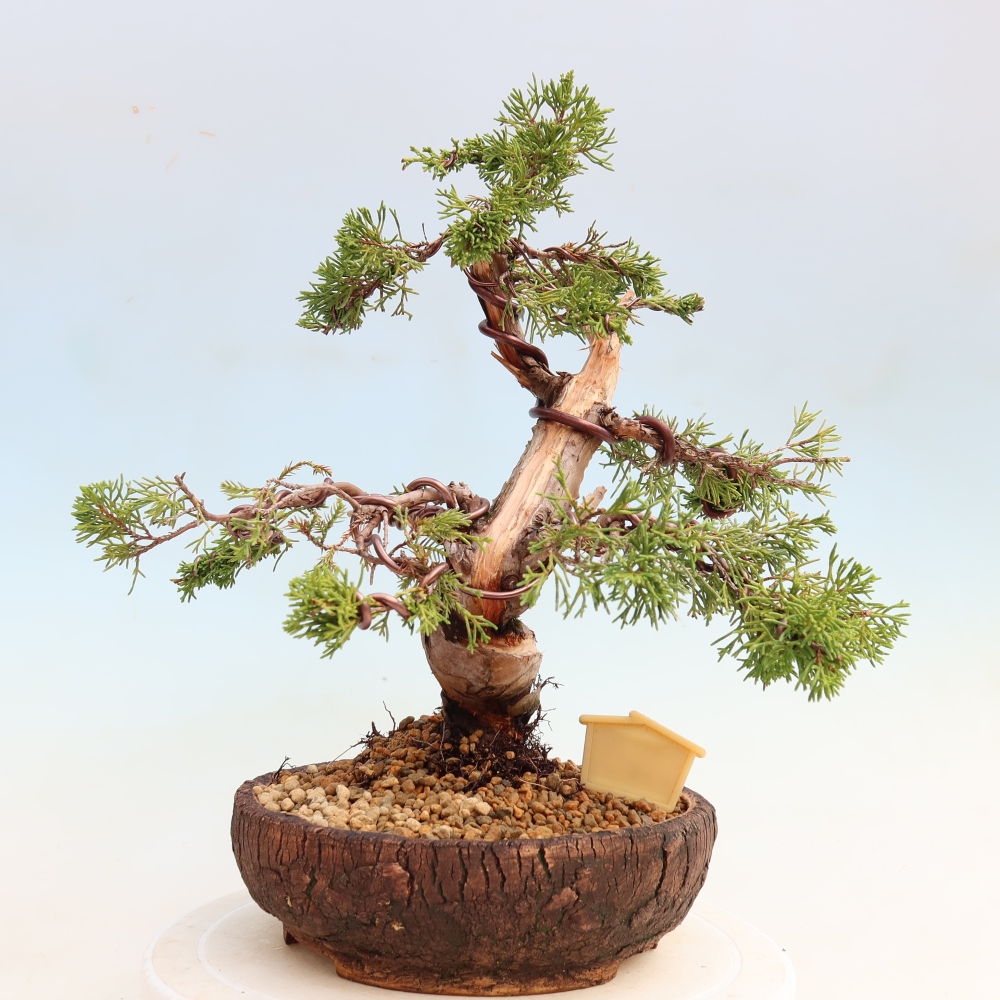 Bonsai voor buiten - Juniperus chinensis Itoigawa-Juniperus chinensis