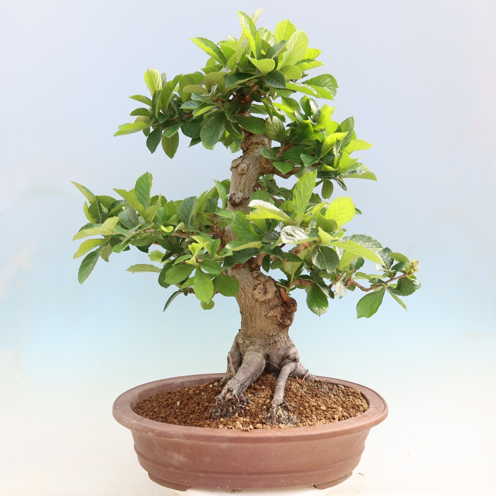 Bonsai voor buiten - Photinia villosa