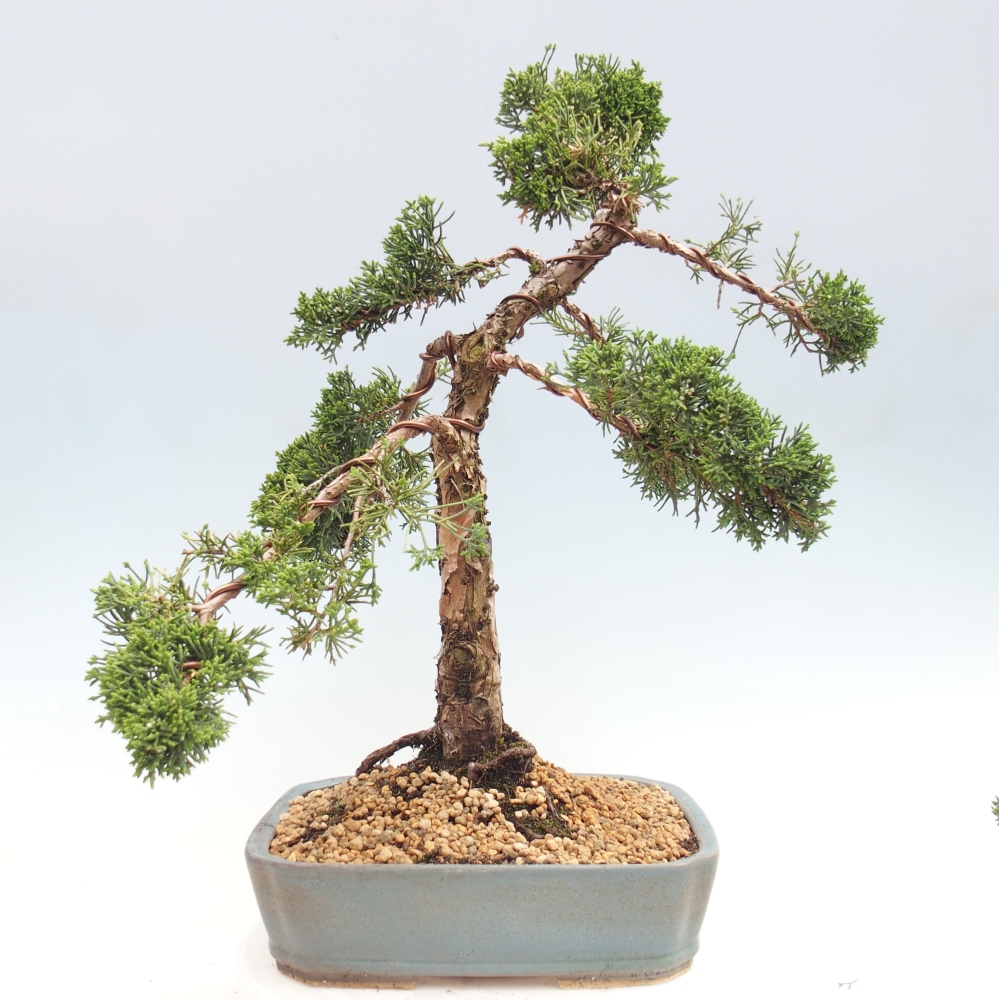Bonsai voor buiten - Juniperus chinensis Kishu
