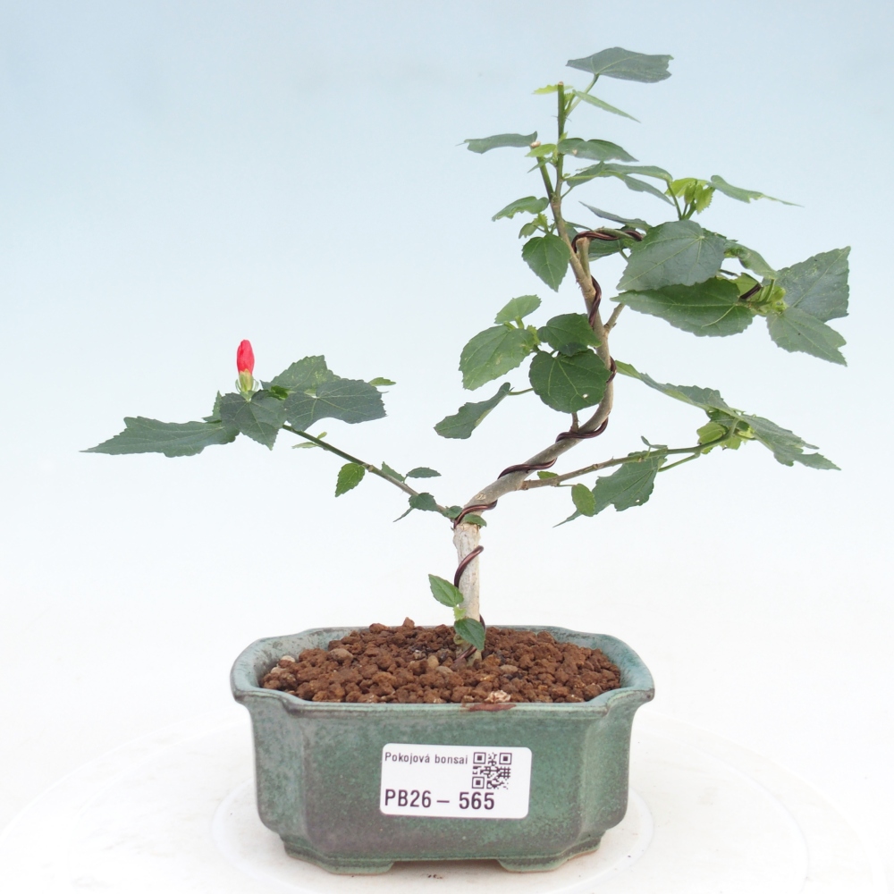 Bonsai voor binnen - Malvaviscus arboreus