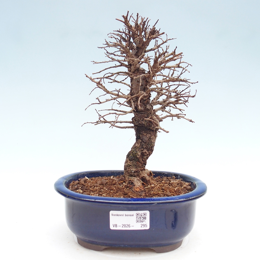 Bonsai voor buiten - Zelkova - Zelkova NIRE