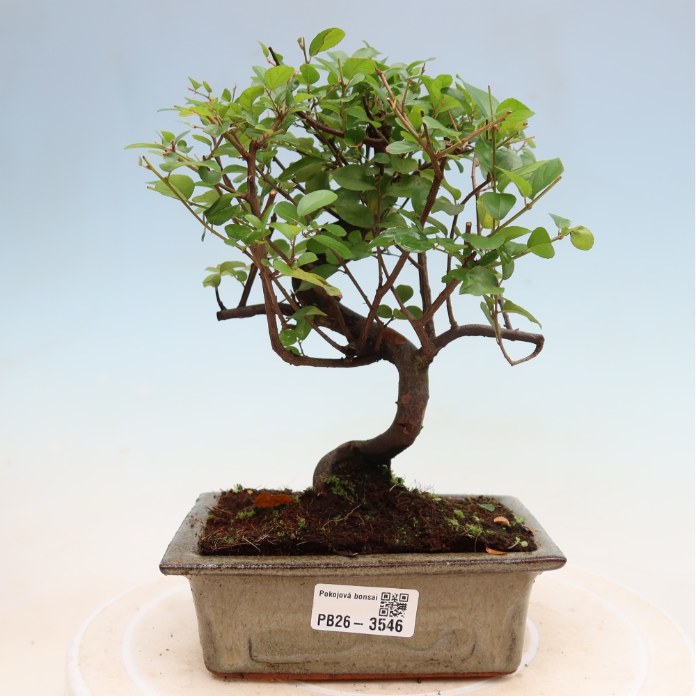 Kamerbonsai - Sageretia thea - Sageretia thea