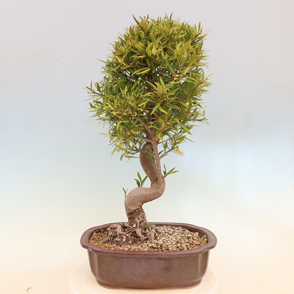 Kamerbonsai - Ficus nerifolia - kleinbladige ficus