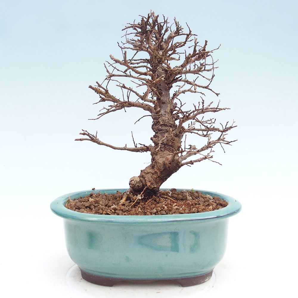 Bonsai voor buiten - Zelkova - Zelkova NIRE