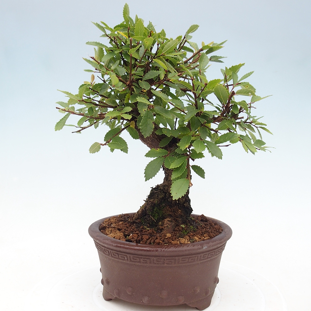 Bonsai voor buiten - Zelkova - Zelkova NIRE