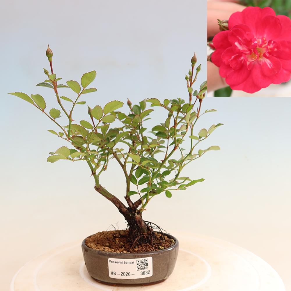 Bonsai voor buiten - Rosa Kordes - roos