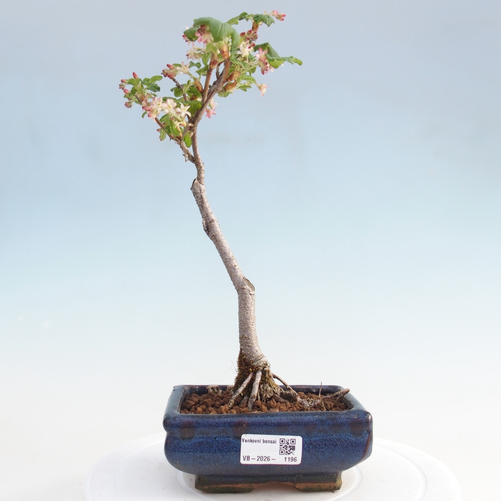 Bonsai voor buiten - Ribes sanguneum