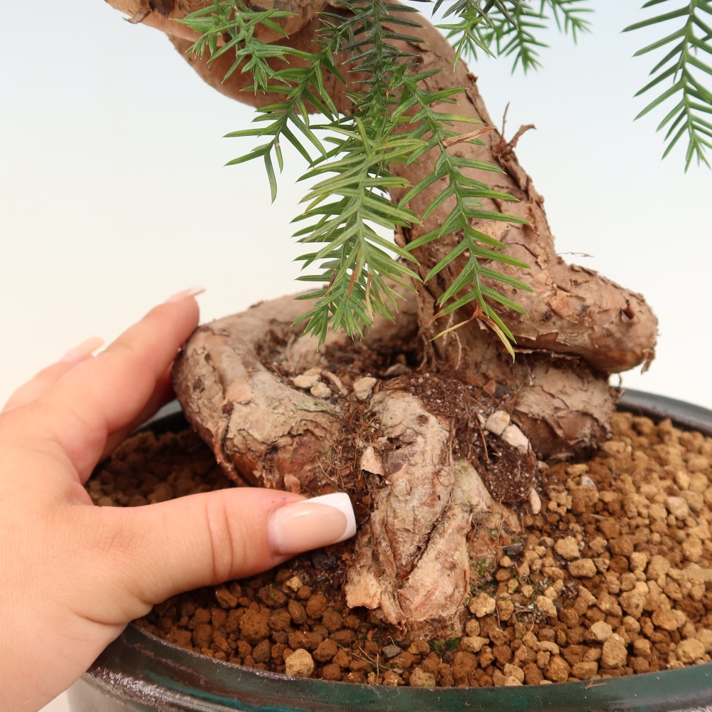 Kamerbonsai - Araucaria - kamer spar