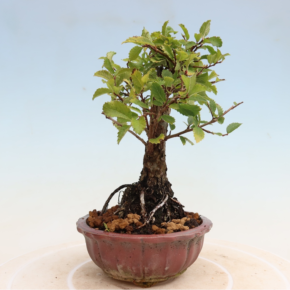 Bonsai voor buiten - Zelkova - Zelkova NIRE