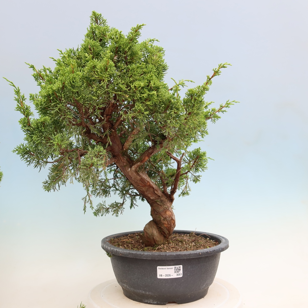 Bonsai voor buiten - Juniperus chinensis Itoigawa-Juniperus chinensis