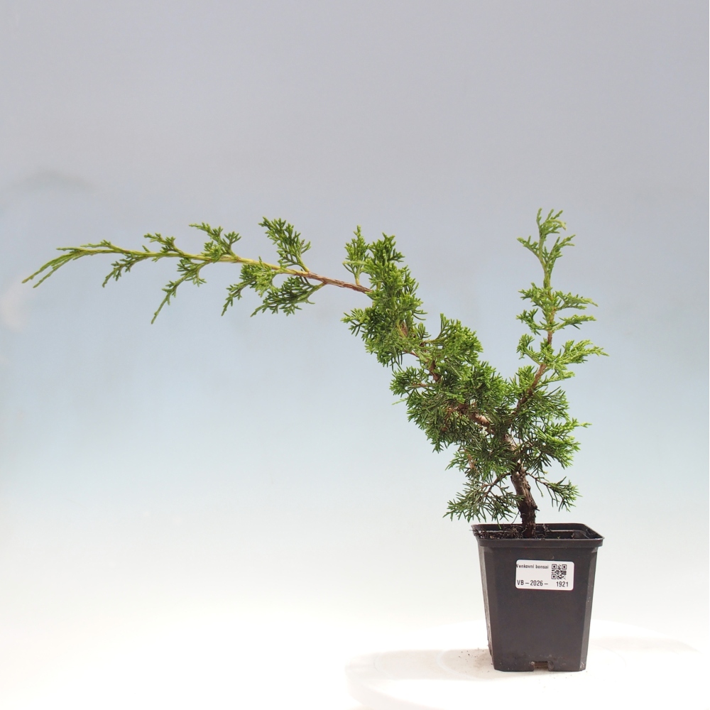 Bonsai voor buiten - Juniperus chinensis Itoigawa
