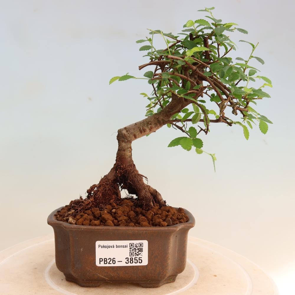 Kamerbonsai - Ulmus parvifolia - Winteriep