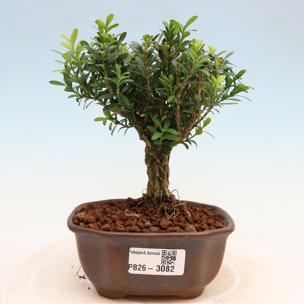 Kamerbonsai - Buxus harlandii - kurk buxus