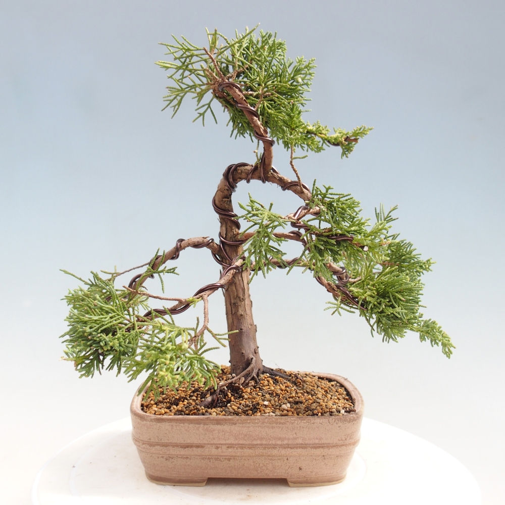 Bonsai voor buiten - Juniperus chinensis Kishu