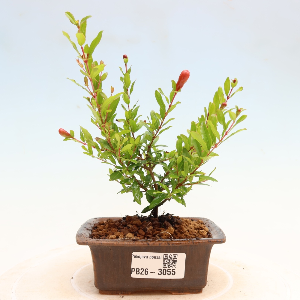 Kamerbonsai-PUNICA granatum nana-Granaatappel