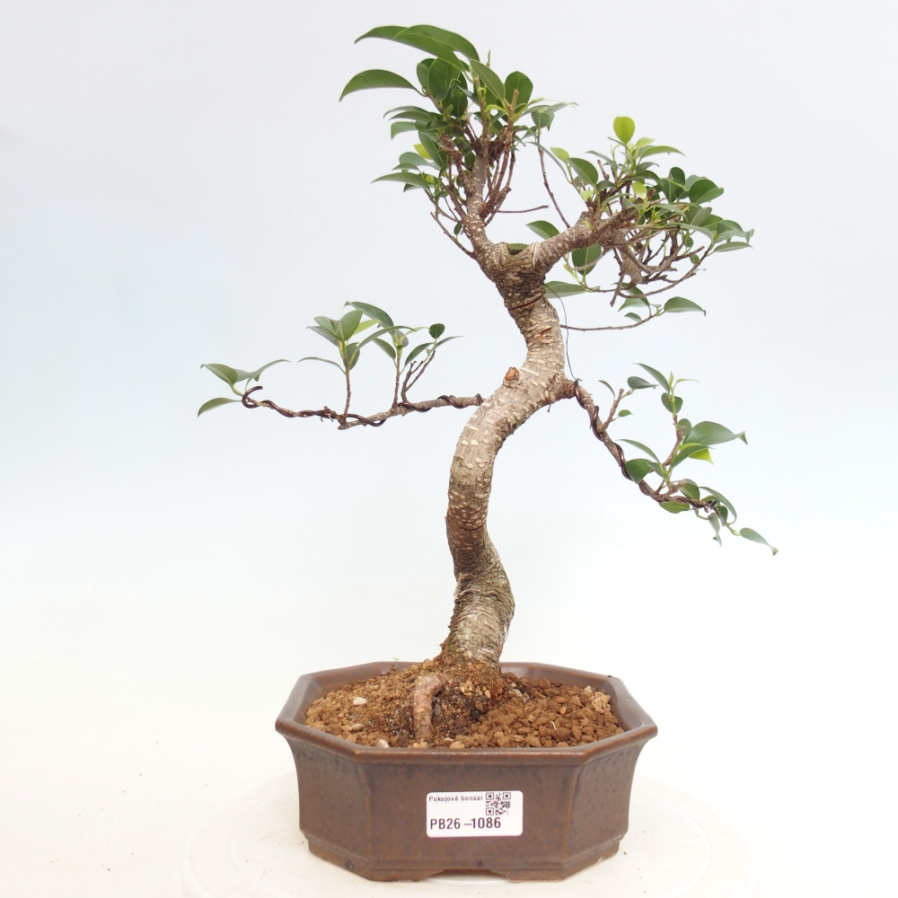 Kamerbonsai - Ficus retusa - kleinbladige ficus