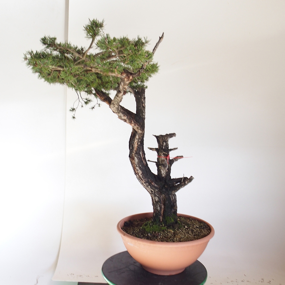 Yamadori - Pinus sylvestris Spanje