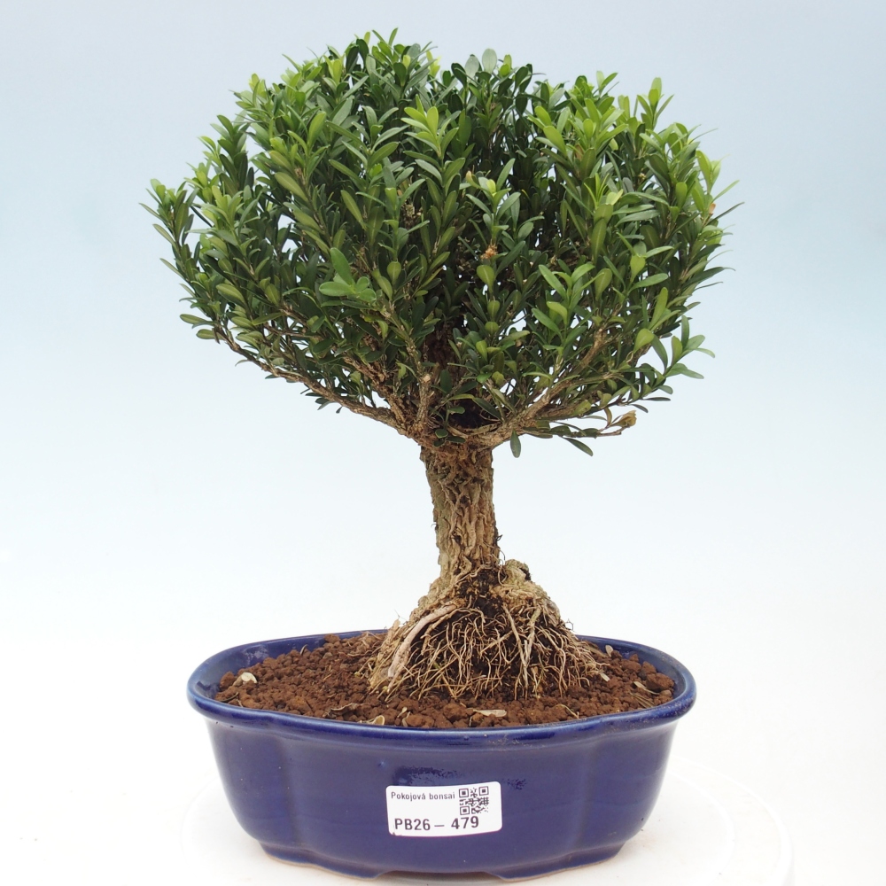 Kamerbonsai - Buxus harlandii - kurk buxus