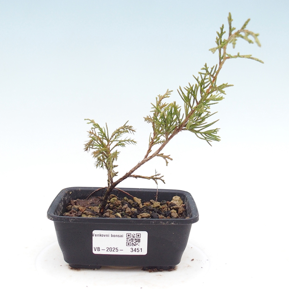 Bonsai voor buiten - Juniperus chinensis Itoigawa