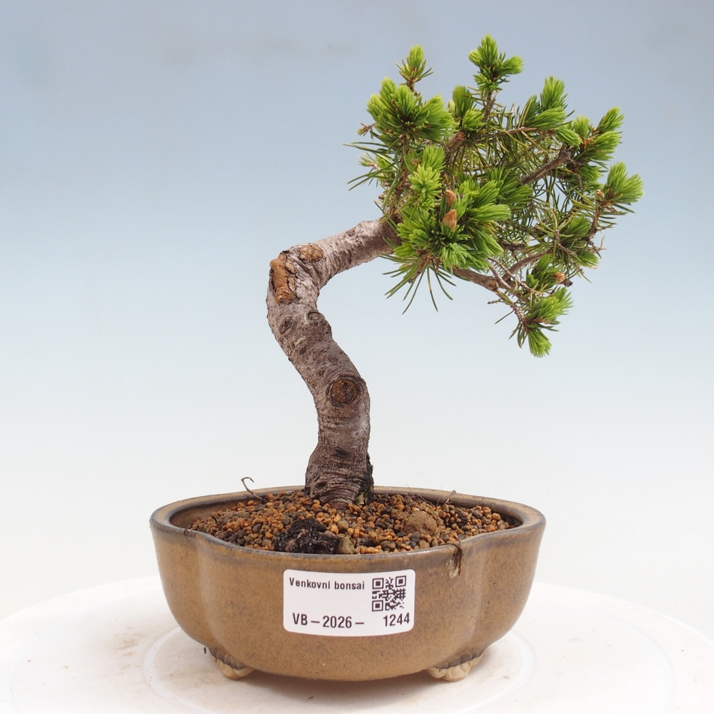 Bonsai voor buiten - Gewone spar - Picea glauca bol