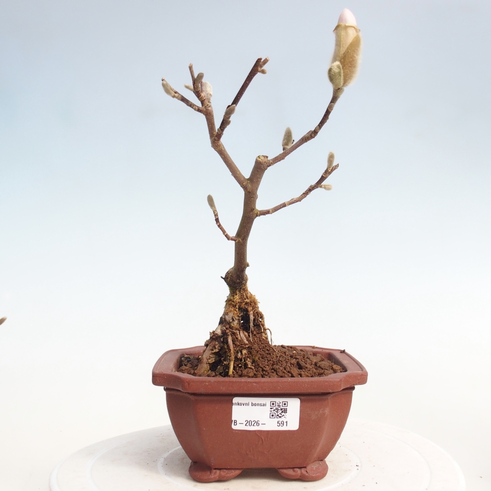 Bonsai voor buiten - Magnolia stellata
