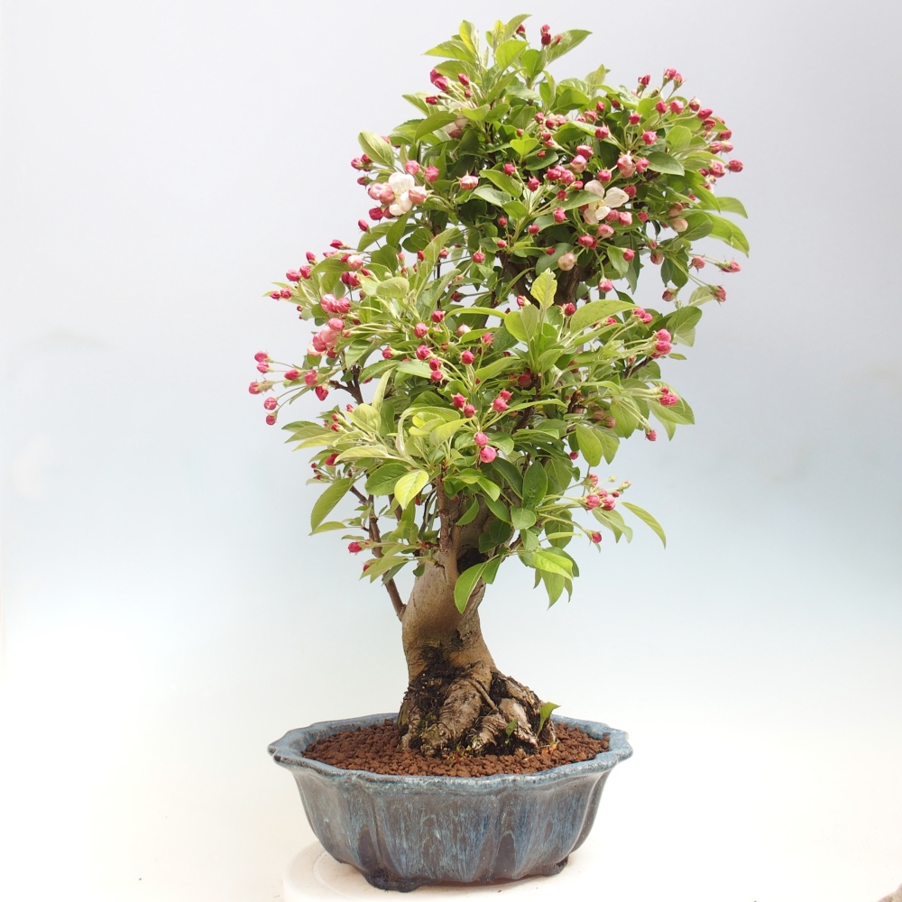 Bonsai voor buiten -Malus halliana - Appelboom met kleine vruchten