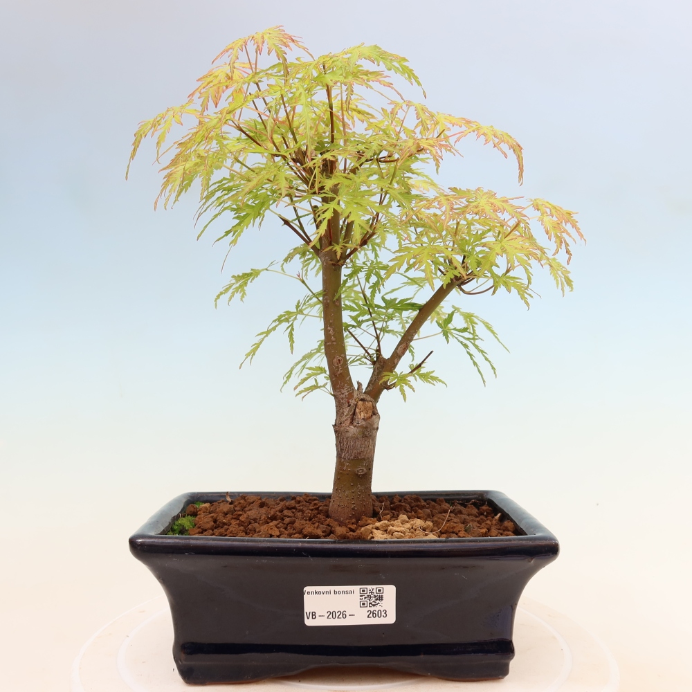 Bonsai voor buiten - Acer palmatum Dissectum