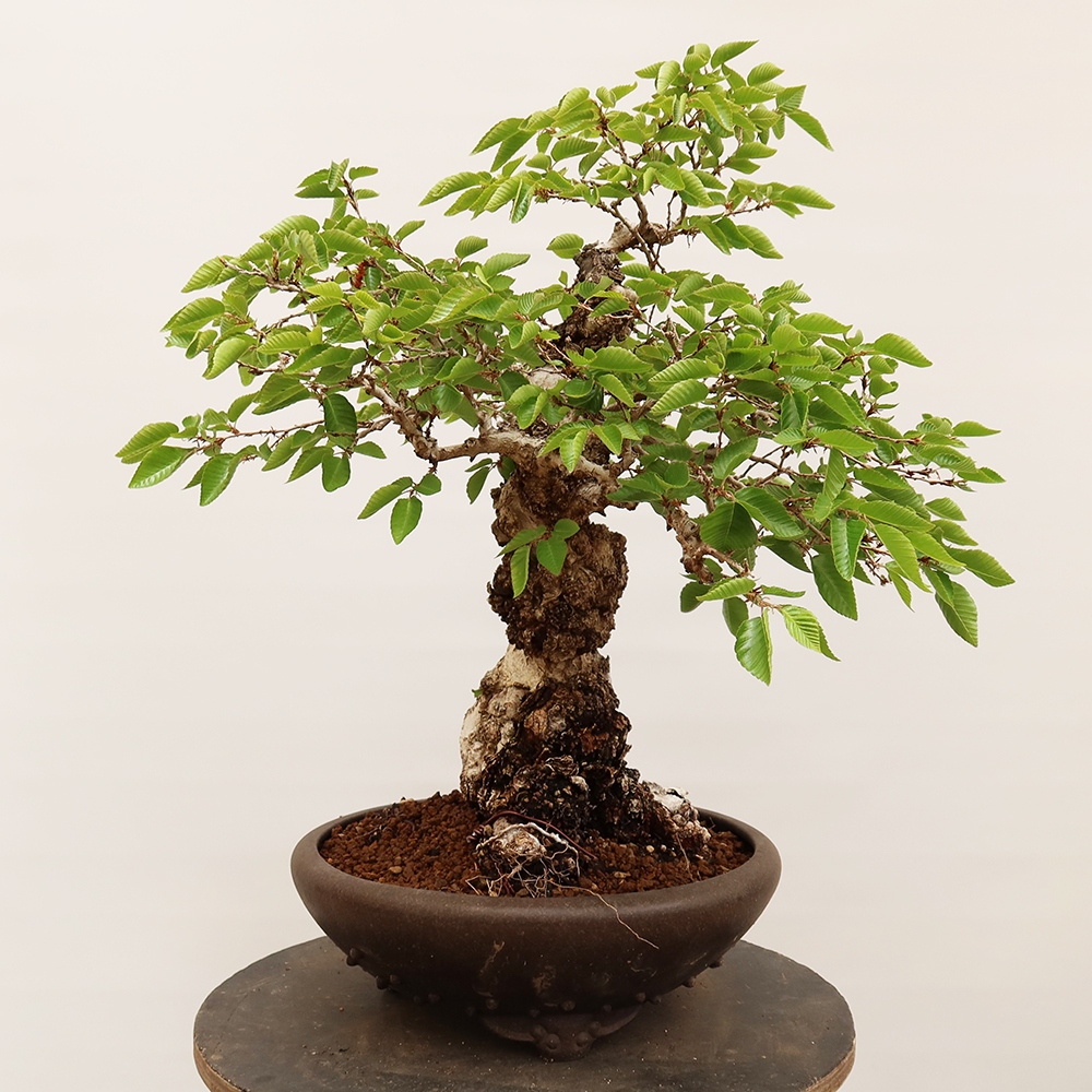 Bonsai voor buiten -Carpinus Coreana - Koreaanse haagbeuk