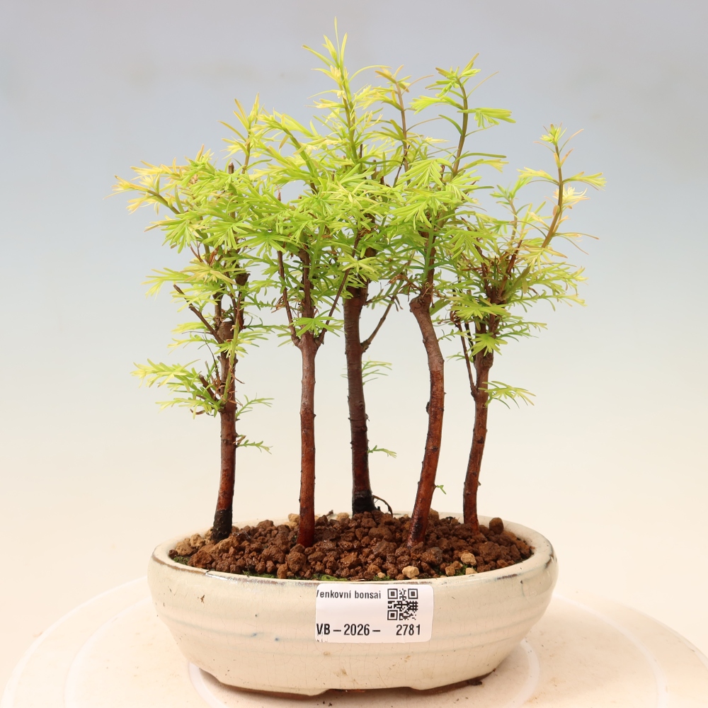 Buitenbonsai - Metasequoia glyptostroboides - Chinese metasequoia - bosje