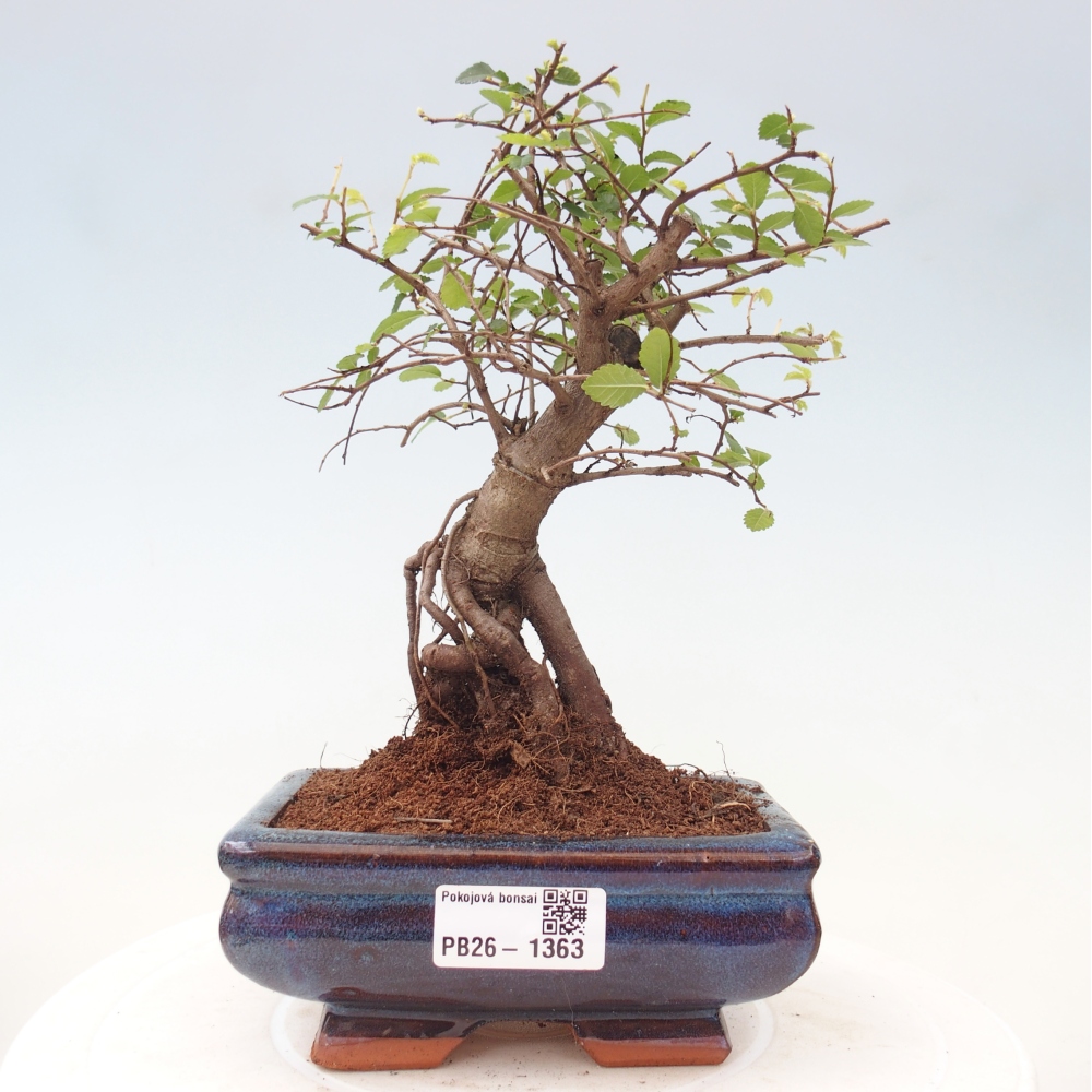 Kamerbonsai - Ulmus parvifolia - Winteriep