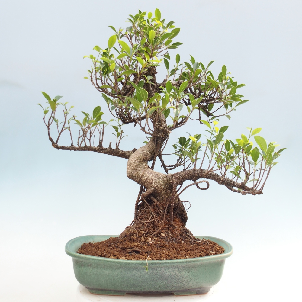 Kamerbonsai - Ficus kimmen - kleinbladige ficus
