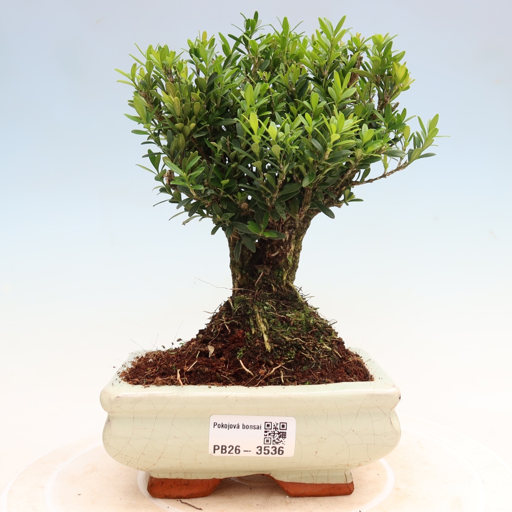 Kamerbonsai - Buxus harlandii - kurk buxus