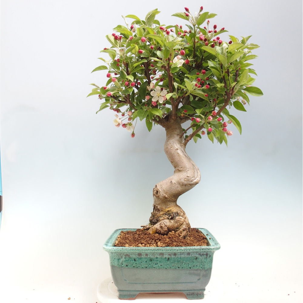 Bonsai voor buiten -Malus halliana - Appelboom met kleine vruchten